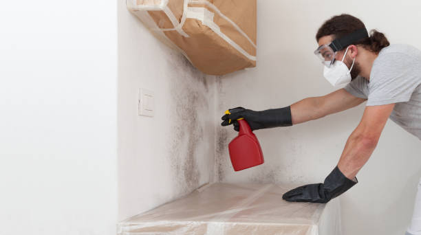 Professional Attic Mold Remediation technician working in Milton, MA