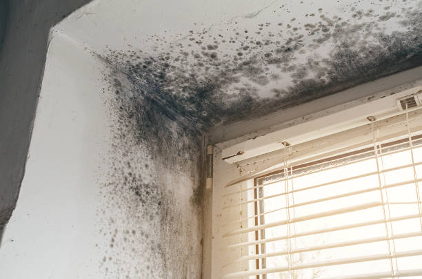 Affordable Attic Mold Remediation solutions in Milton, MA