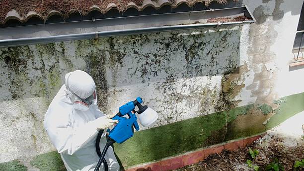 Top rated local Attic Mold Remediation specialists in Milton, MA